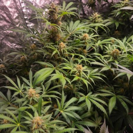 Amnesia Haze Auto
