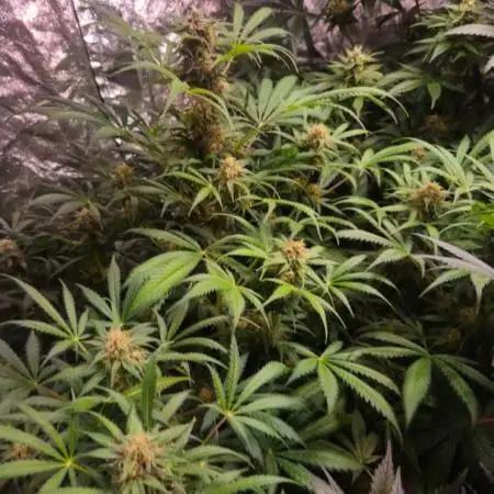 Amnesia Haze Auto