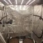 Guave Auto FastBuds