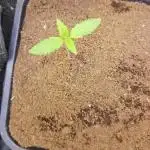 Banana Purple Punch Auto RF3