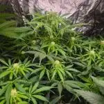 Amnesia Haze Auto