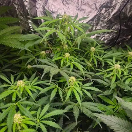 Amnesia Haze Auto