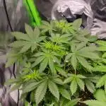 Amnesia Haze Auto