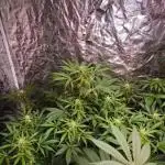 Amnesia Haze Auto