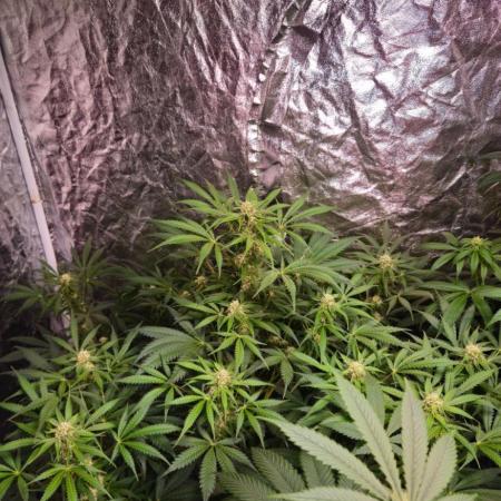 Amnesia Haze Auto