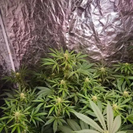 Amnesia Haze Auto
