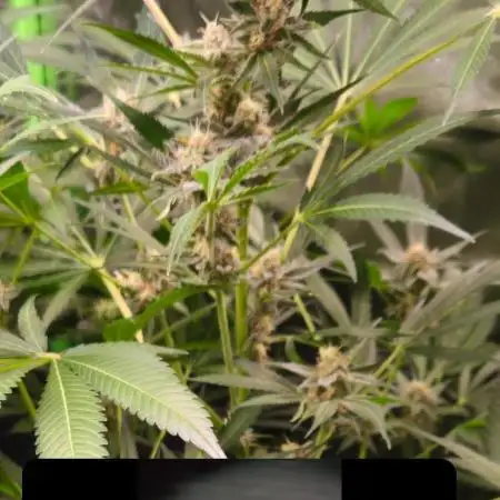 Cherry Cola Auto RF3