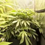 Cherry Cola Auto