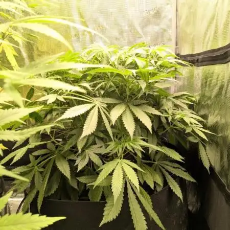 Cherry Cola Auto