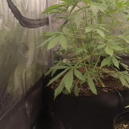 Guave Auto FastBuds