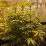 Cherry Cola Auto