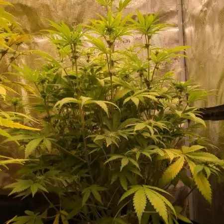 Cherry Cola Auto