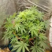 Neuer USA Grow