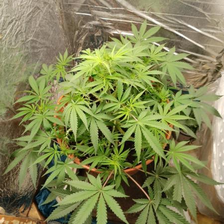 Neuer USA Grow