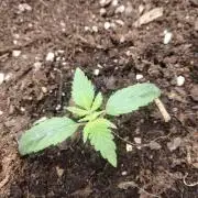 Neuer USA Grow
