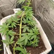 Mendo Breath Grow1  züchtungs test 1
