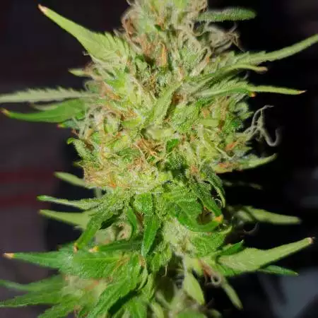 Blueberry og