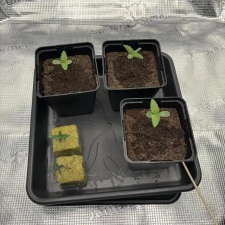 3x FastBuds Amnesia Z Auto