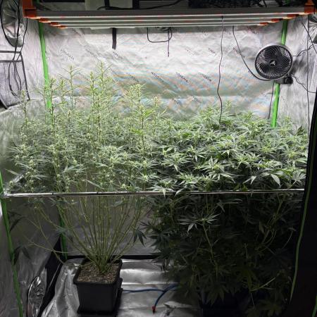 3x Fast Buds Orange Sherbet Auto