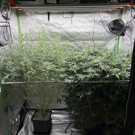 3x Fast Buds Orange Sherbet Auto