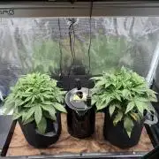 2x Fast Buds Z-UP Auto