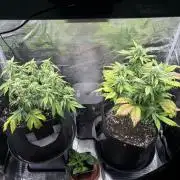 2x Papaya Cookies Auto 90x50