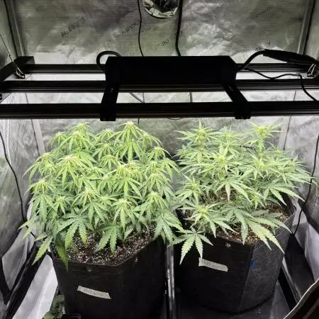 2x Hulkberry Auto