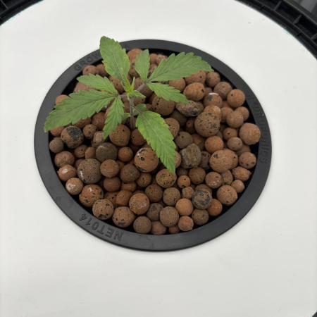 Fat Banana Auto in DWC