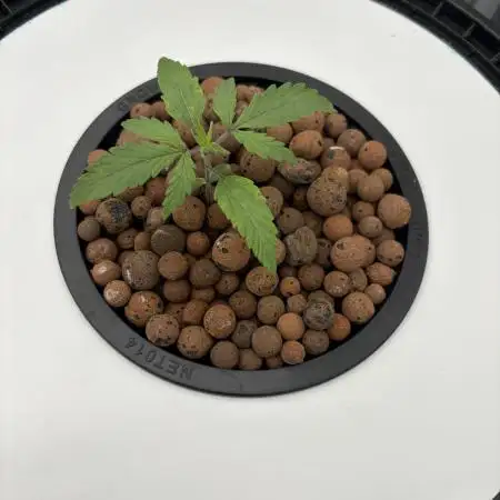 Fat Banana Auto in DWC