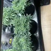 2x FastBuds Amnesia Z Auto