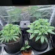 2x Papaya Cookies Auto 90x50