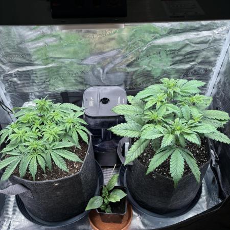 2x Papaya Cookies Auto 90x50