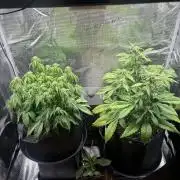 2x Papaya Cookies Auto 90x50