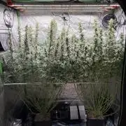 3x Fast Buds Orange Sherbet Auto