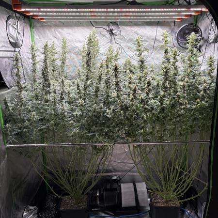 3x Fast Buds Orange Sherbet Auto