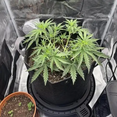 Lemon Haze Auto 70x70