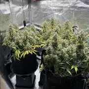 3x FastBuds Amnesia Z Auto