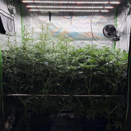 3x Fast Buds Orange Sherbet Auto
