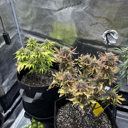 2x Papaya Cookies Auto 90x50