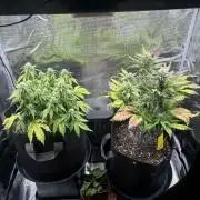 2x Papaya Cookies Auto 90x50