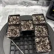 2x Fast Buds Z-UP Auto