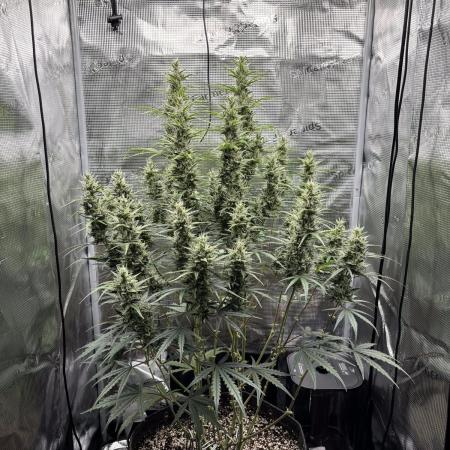 Lemon Haze Auto 70x70