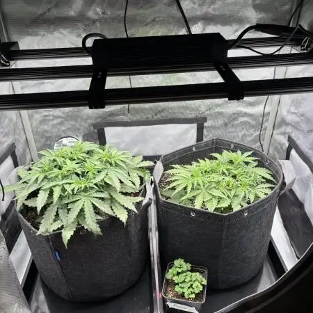 2x Hulkberry Auto