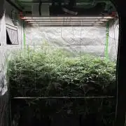 3x Fast Buds Orange Sherbet Auto