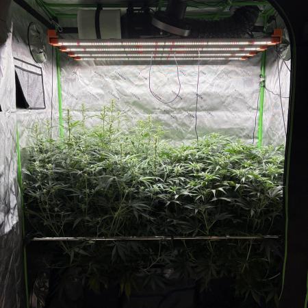 3x Fast Buds Orange Sherbet Auto