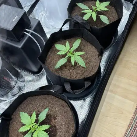 2x FastBuds Amnesia Z Auto