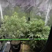 2x Fast Buds Z-UP Auto