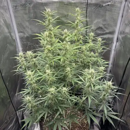 Lemon Haze Auto 70x70