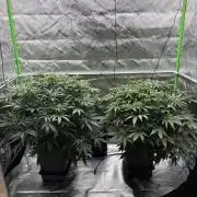 3x Fast Buds Orange Sherbet Auto