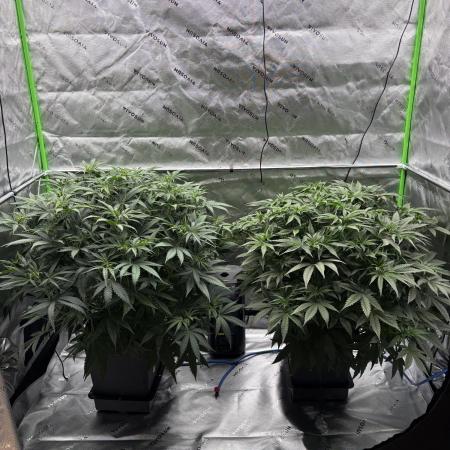 3x Fast Buds Orange Sherbet Auto